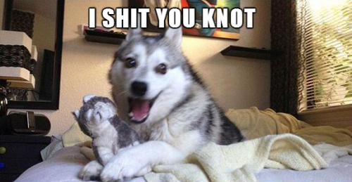 tastefullyoffensive:
“ Pun Dog #6 (previously) [x]
”