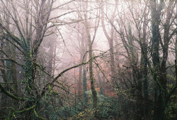 brutalgeneration:  enchanted forest by Kid_Curry on Flickr.
