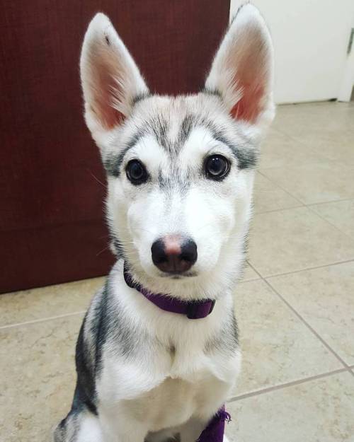 We went to the vet today and got lots of shots#puppy #puppiesofinstagram #husky #huskypuppy #malam