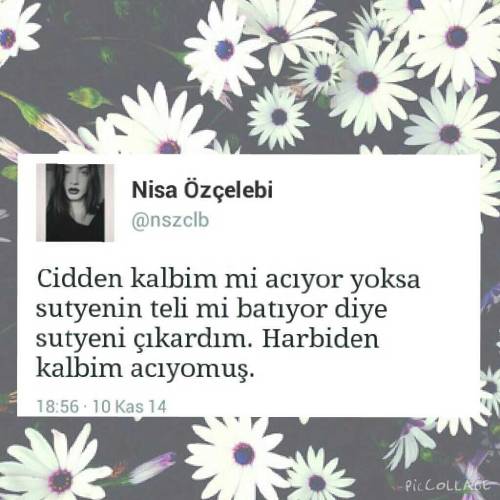 Kedi Annesi