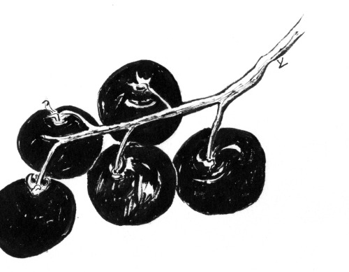 Black Cherry Tomatoes, #Inktober 2015Still working on getting reflections right…sometimes wor