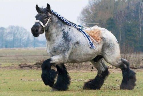 (via  The Ardennes Draft Horse is considered one of the oldest breeds of draft horse, and is believe