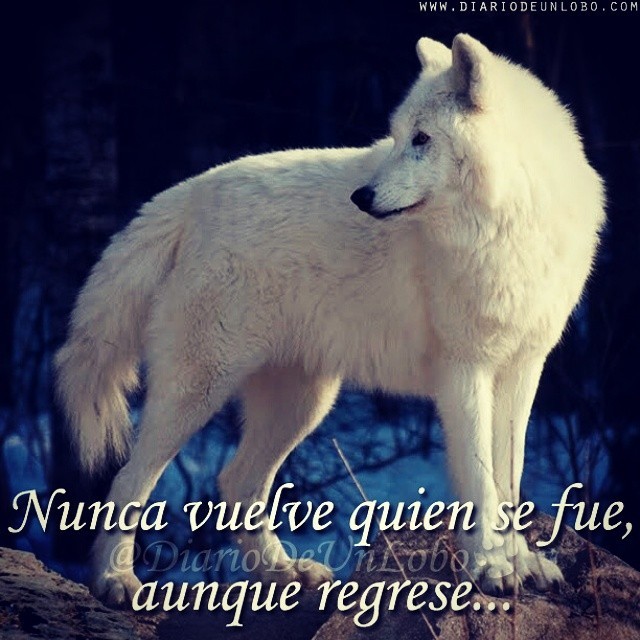 Featured image of post Soledad Frases De Lobo Solitario