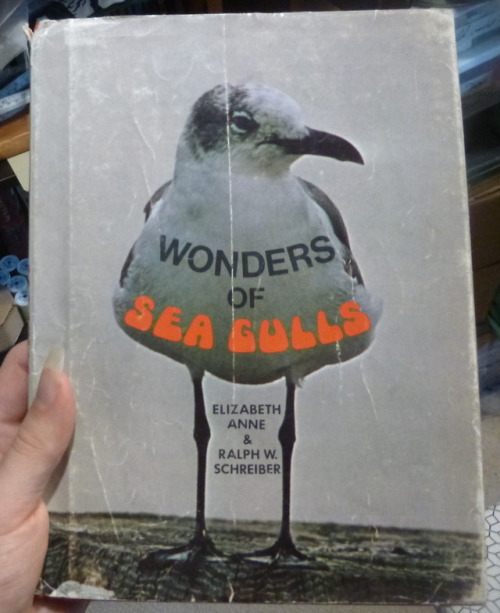 shiftythrifting:A very very 70’s book about seagulls, which I bought for two dollars.I forgot to inc