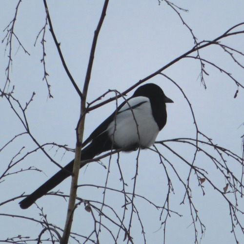 Elster | (Eurasian / common) magpiePica pica