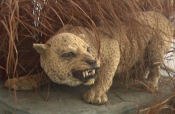 Zanzibar leopard, extinct in 1996&hellip;