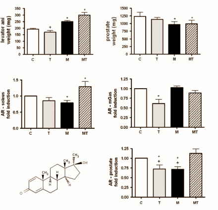   Training makes methandrostenolone – the active ingredient in the classic steroid Dianabol – more active. According to an animal study soon to be published in Archives of Toxicology, intensive training boosts the muscle-growth effect of methandrostenolon