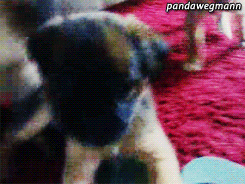 pandawegmann:  Gente olha meus cachorros como são lindos, vira-latas mais lindos *-* 