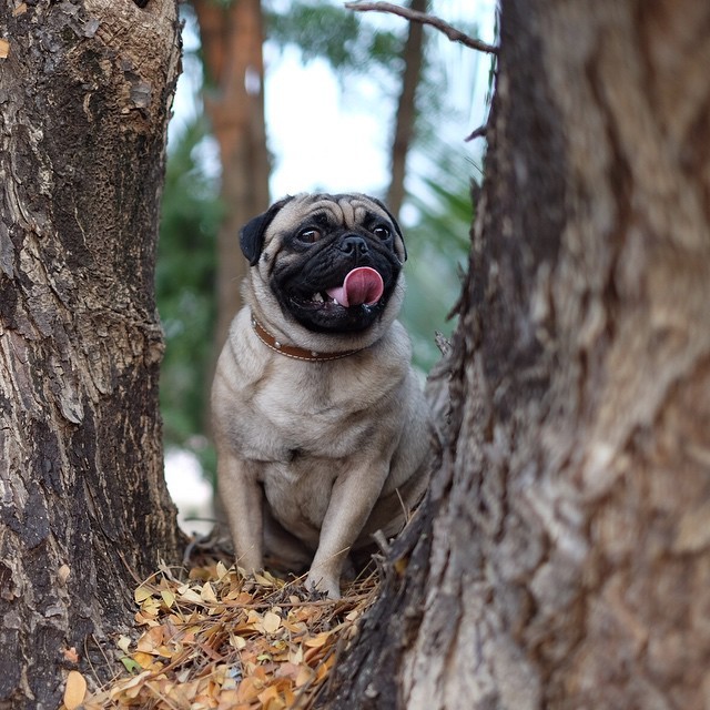 ilovepugs4ever:Follow Dog Quotes.