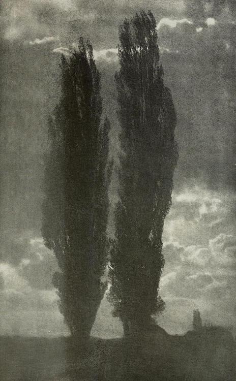 Two poplars, 1907Martin Müller, photography