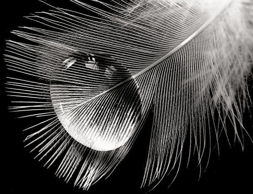 Peter Keetman, Feather with water drop, 1955. Vintage ferrotyped gelatin silver print on Agfa paper.