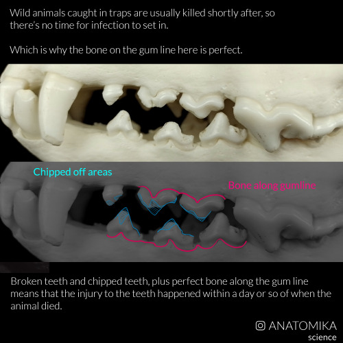 Some skulls with interesting forensic features