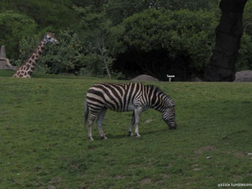 So I went to the zoo today. Felt some of these photos needed captions.