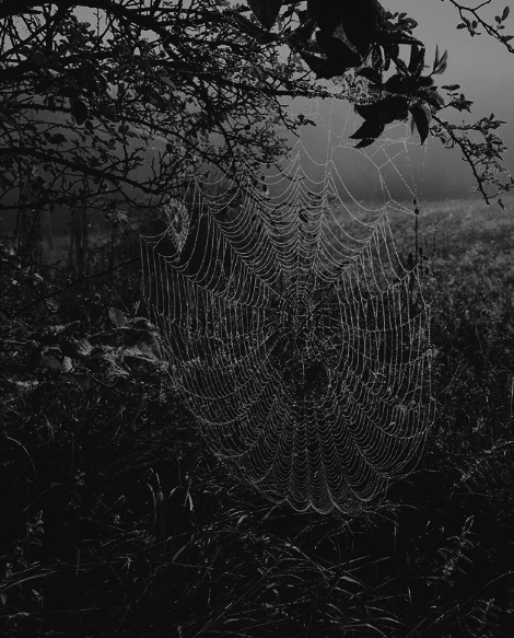 arcusxx:photo by darkwoodjewelry ( my edits )