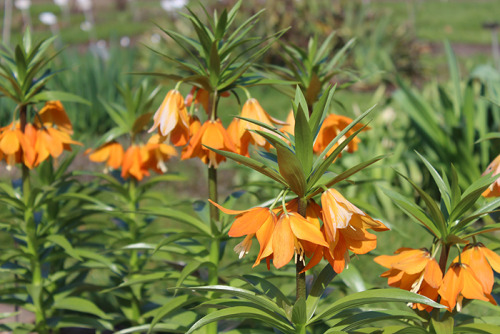  Fritillaria imperialis in the botanic garden in Braunschweig.