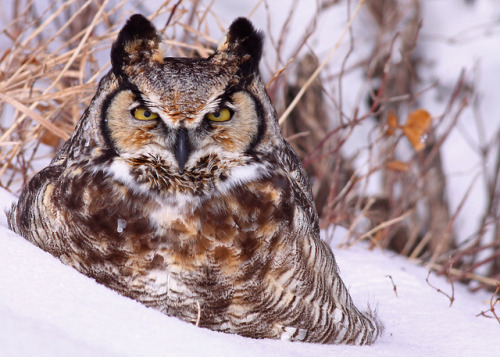 cloudyowl:Great Horned Owl by Blackcat Photography