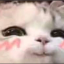 bimbuspov