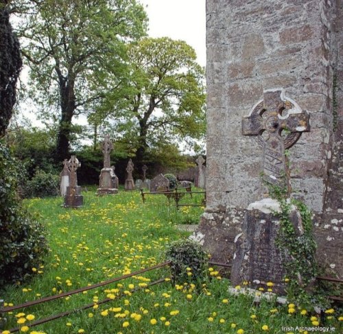 Wild flowers in an old cemetery, Killaloe, Co Clare, Ireland