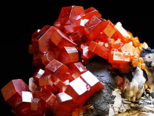 emeraldcityminerals:A jumble of bright-red, lustrous, gemmy vanadinite (Pb5(VO4)3Cl) crystals on per