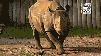 thenatsdorf: Baby black rhino’s first time playing in the mud. [full video]