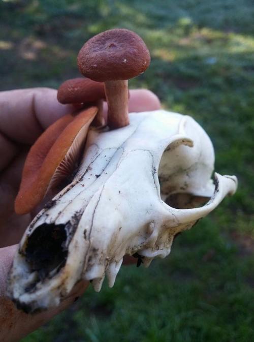 avira-wolvezevie:Reddit user Ghost25 posted a lovely fox skull with Lactarius rubidius growing 
