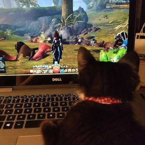 Pixel “helping” me play GW2. At least this time she didn’t make me run off the cli