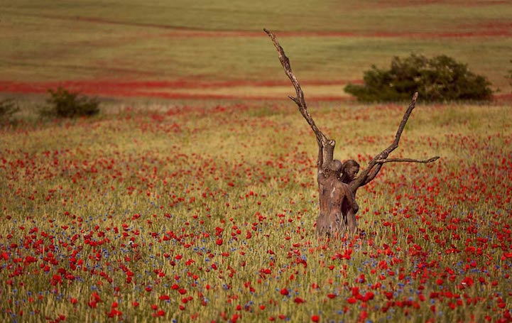 from89:  Metamorphosis by Leonie Gene and Joerg Duesterwald worked with photographers