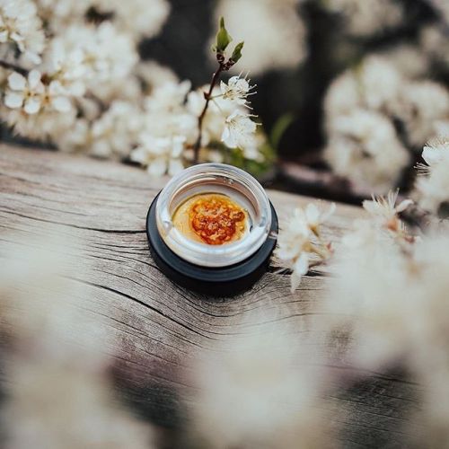 Blooming season with @sydney_slabs www.instagram.com/p/BxaKpp6gu2y/