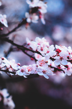 godsconnect:  The season of cherry blossoms. 