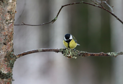 The usual suspects. Great tit/talgoxe, Great spotted woodpecker/större hackspett, Blue tit/blåmes an