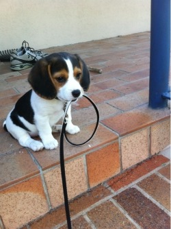 awwww-cute:  I’m ready for my walk