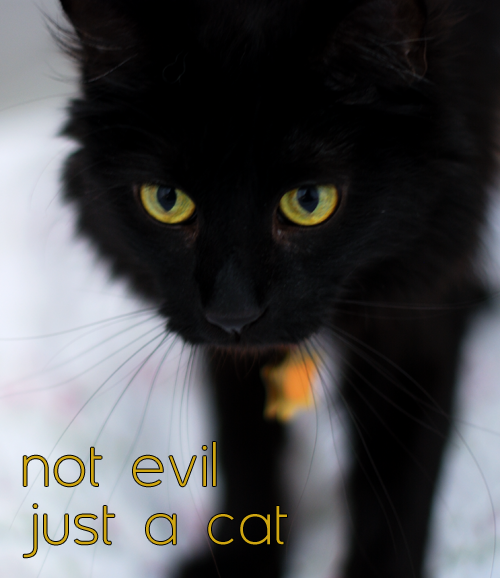 they-better-be-mysterious:On Friday the 13th, we’d also like to remind you thatblack cats are not evil or bad luck.They’re just cats.