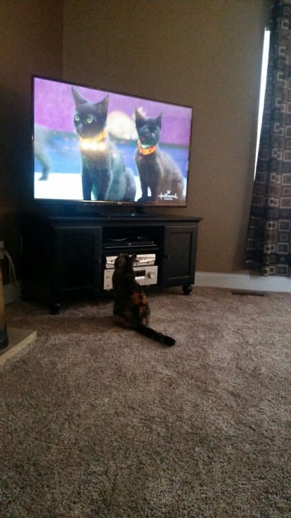 sarahinthefuture: Watching the kitten bowl with the kitten :3