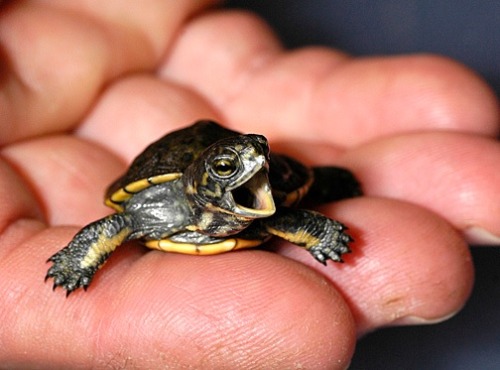 pardonmewhileipanic: the-nerdy-curvy-feminist: end0skeletal: This has been a baby turtle (and tortoi