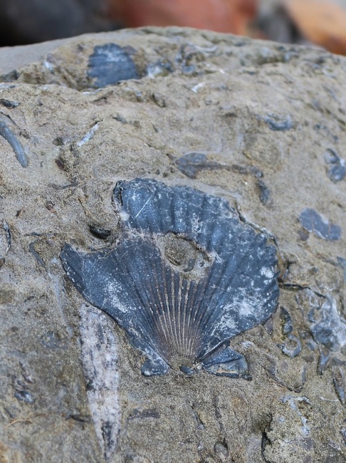 seahouses:Scallop.Robin Hood’s Bay, North Yorkshire.September 2015.