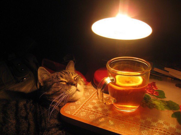 wahbegan:  markv5: Планы на вечер…. “Plans for the evening” 