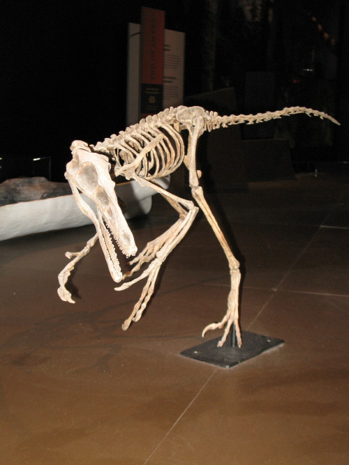 alfarosaurus:Photos from my Trip to the Cincinnati Museum Center’s Natural History Museum exhi