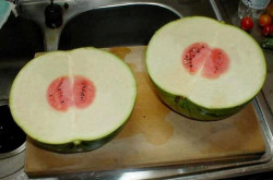 noodlecreep:  sexybugluver94:  im pissed  HAHA WHAT THE FUCK WATERMELON 