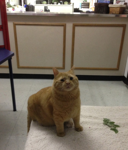 slumbermancer: awwww-cute: This big guy lives in my town’s board of elections office he should