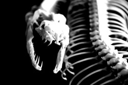 medusahorror:  snake skeleton. my edit |