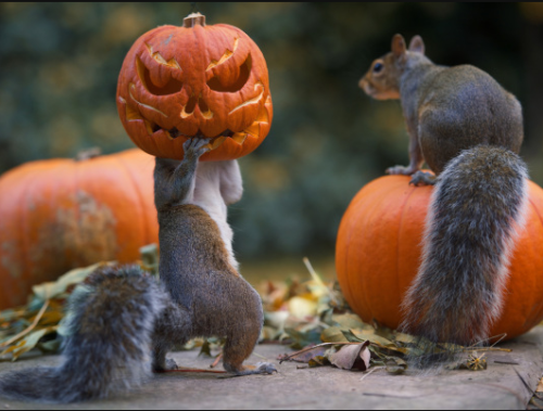 sixpenceee:  Photograph of a squirrel that got it’s head stuck in a jack-o-‘lantern  carved into a miniature pumpkin in the backyard of Max Ellis, from  Teddington, London. (Source) 