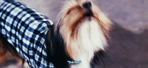 damstevens:*barks* Slow down. I can’t understand a word. *barks* Again? The poor man.