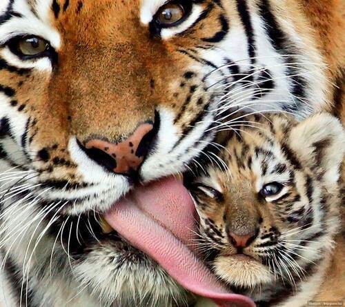 streamy-dream:  so cute on We Heart It - http://weheartit.com/entry/163612593