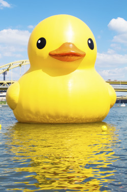 monikamariedesign:  I saw a giant duck today,