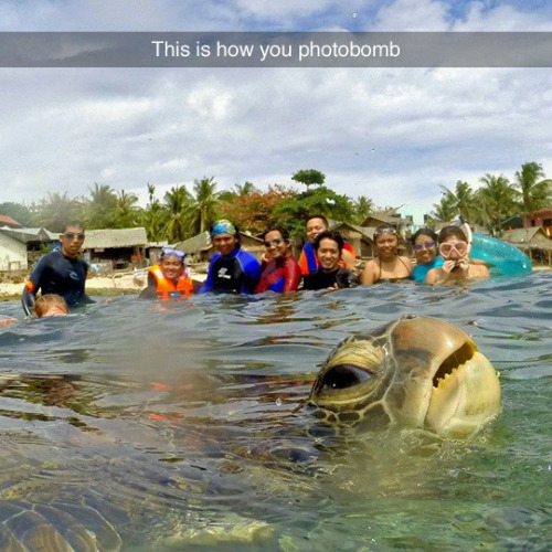 tastefullyoffensive:  Let me take a shellfie. (photo by Diuvs De Jesus)