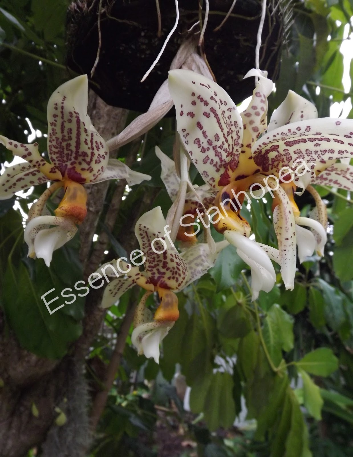 Stanhopea tigrina