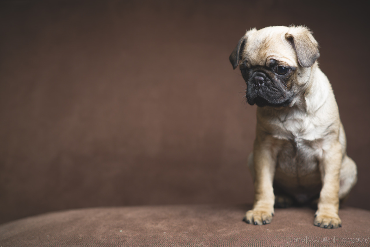 frilllyknickers:  theedannymac:  Lil’ Ray Charles’ Headshot  Awwwww