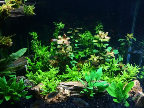 peaceypanic: fishesnstuff: thatfishblog: The new jungle area with the water sprite planted. Um wow t