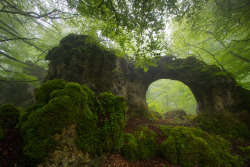 forest-nation:  The eye of the forest by Iñaki Bolumburu 