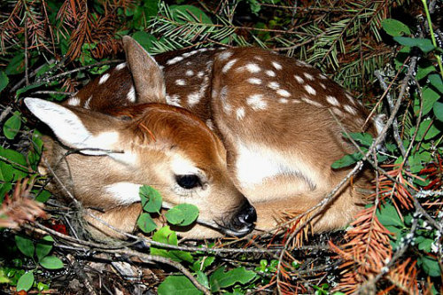 pagewoman:Baby Deer adult photos